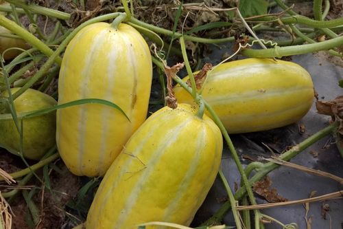 Trồng thành công dưa lê Hàn Quốc trên đất Nam Đàn