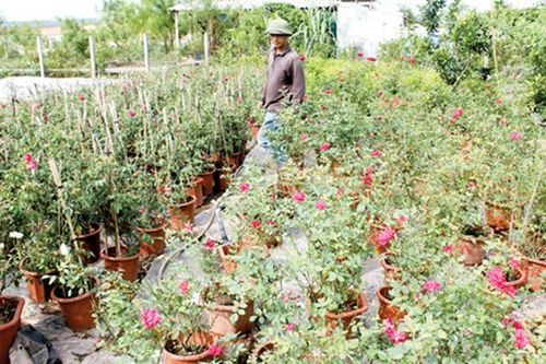 'Vườn tình yêu' toàn hồng ta giá tiền tỷ của chàng trai quê lúa