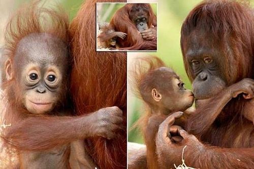 Ngọt ngào khoảnh khắc đười ươi con âu yếm hôn má mẹ
