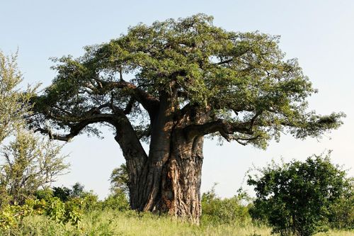 Bí ẩn những cây Baobab nghìn năm chết 'bất đắc kỳ tử'