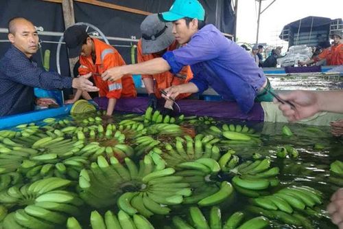 Bầu Đức trông cậy vào chuối để cải thiện doanh thu năm 2018