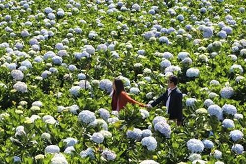 Thu nhập cao từ trồng hoa phục vụ du lịch
