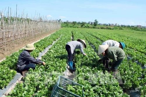 Hiệu quả từ những mô hình sản xuất theo tiêu chuẩn VIETGAP