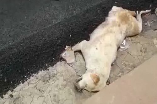 Công nhân rải nhựa đường chôn sống chú chó đang nằm ngủ gây phẫn nộ