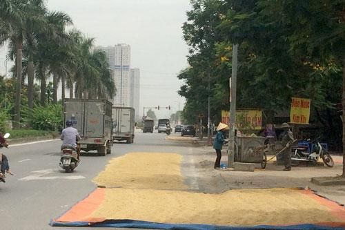 Không còn sân riêng, 'mượn' đường giao thông để phơi thóc