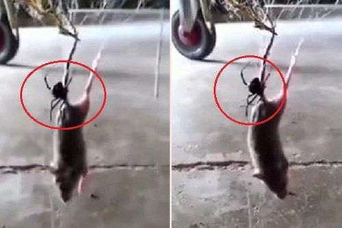 Clip: Nhện góa phụ đen kịch độc giăng tơ kết liễu chuột