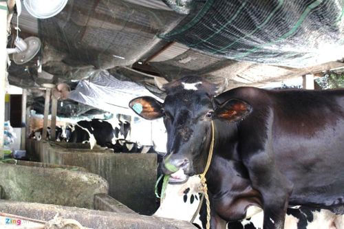 Giá sữa còn 7.000 đồng/kg, nông dân Củ Chi bán bò lỗ hàng chục triệu