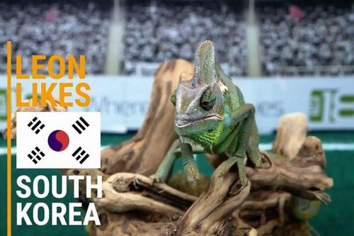 'Tiên tri' tắc kè hoa dự đoán sốc trận Hàn Quốc-Mexico