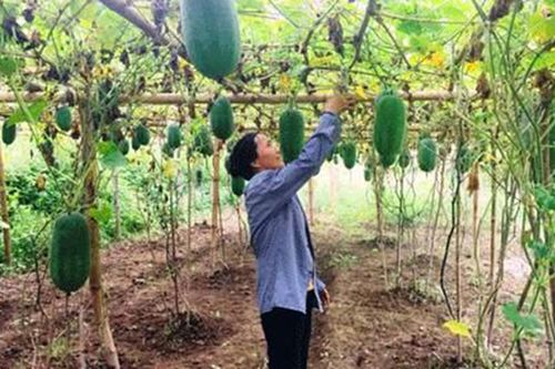 Trồng giống bí xanh thơm từ thân, lá đến quả, 1ha thu 200 triệu