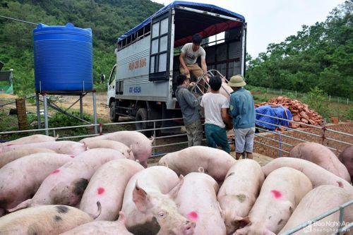 Nghệ An: Thịt lợn hơi tăng giá kỷ lục