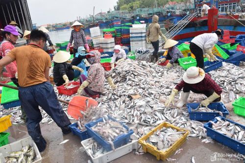 Nghệ An: 6 tháng đánh bắt trên 70 nghìn tấn hải sản