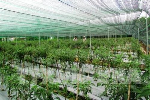 Lào Cai chuyển hướng phát triển nền nông nghiệp công nghệ cao