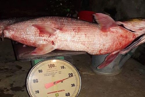 Cá 'khủng' có vảy lấp lánh sa lưới trên sông Đà