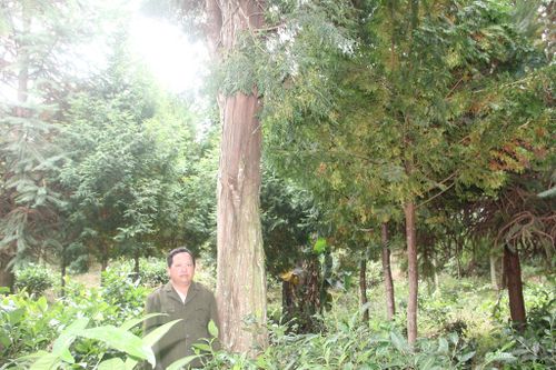 Cựu chiến binh người Mông gieo mầm sống cho 2.500 gốc sa mu, pơ mu