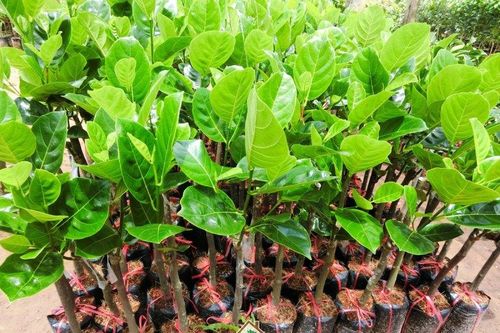 Hải Hà (Quảng Ninh): Chuyển đổi cơ cấu cây trồng xây dựng nông thôn kiểu mẫu 2018