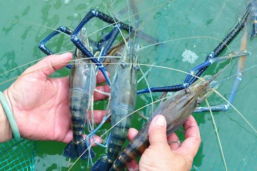 Tôm càng xanh VietGap giá như tôm thường, dân tính trở về cách làm cũ