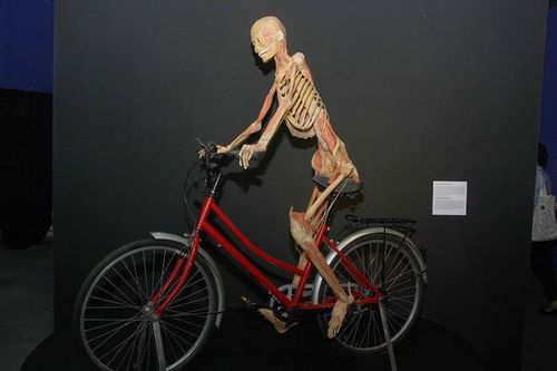 Chủ tịch Hội Mỹ thuật VN: Triển lãm xác người ở TPHCM là vô nhân tính