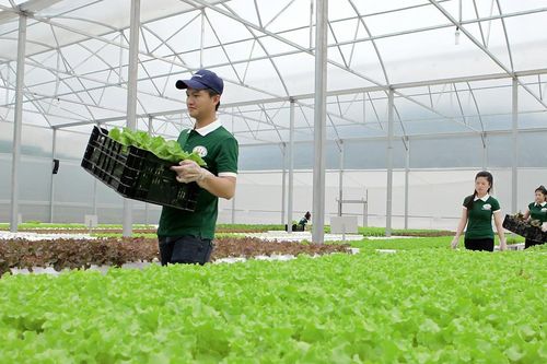 Hàng nông sản chủ lực của Tây Nguyên giờ ra sao?