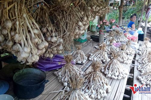 Cung đường đèo Tây Bắc sực nức mùi tỏi tươi