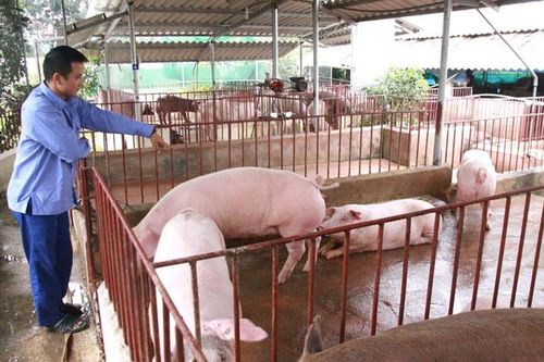 Nhân rộng mô hình nông nghiệp '6 không'