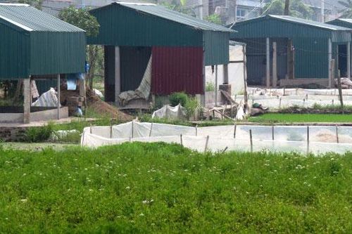 Xây dựng thương hiệu 'Rau cần Khai Thái'