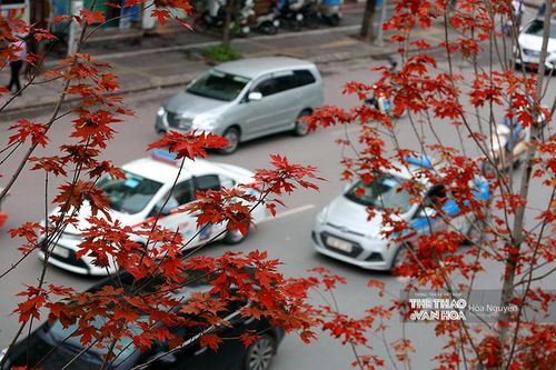 Ngắm hàng phong lá đỏ 'đốt cháy' phố Hà Nội
