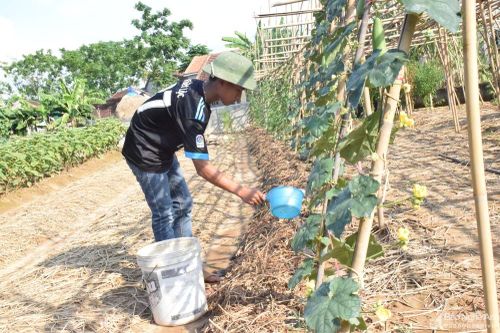 Nghệ An: Khởi động thí điểm vườn mẫu nông thôn mới