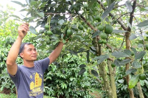Bơ Đắk Nông hiệu quả kinh tế cao