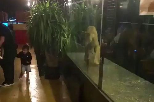 Nhốt sư tử sống vào lồng kính mua vui cho khách, tiệm cà phê hứng chỉ trích
