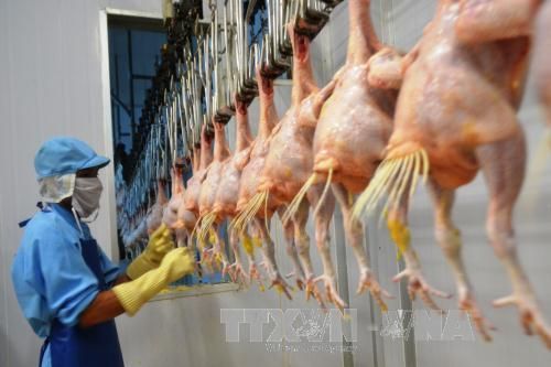 Thịt gà Việt Nam 'rộng cửa' đi Nhật Bản và các thị trường khó tính