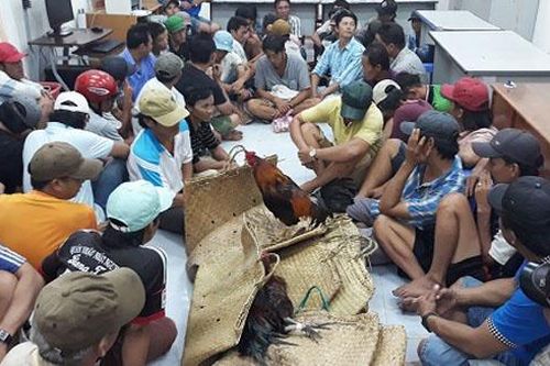 Trên 50 người đá gà ăn tiền ở Cà Mau