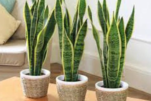 Cây hợp mệnh hỏa giúp gia chủ giàu có, bình an