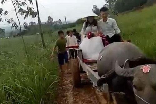 Đám cưới đón dâu bằng xe trâu ở Nghệ An