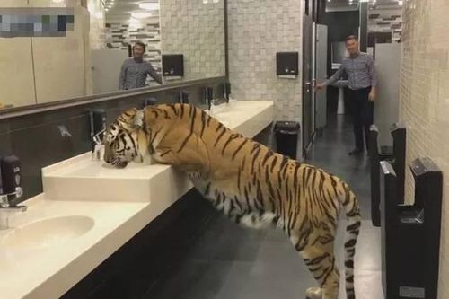 Thấy hổ trong nhà vệ sinh, người đàn ông 'cười xòa' rồi kinh hoàng...