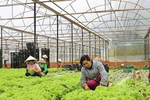 Hà Nội phát triển chuỗi giá trị nông sản: Cần đến vai trò của doanh nghiệp