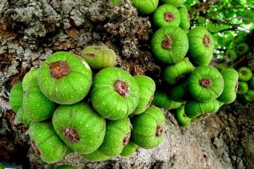 8 loại quả giúp tăng ham muốn 'chuyện ấy', Việt Nam vừa nhiều vừa rẻ
