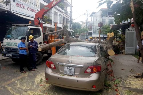 Cây cổ thụ bật gốc đè bẹp xế hộp giữa phố