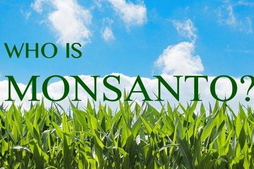Những điều cần biết về Monsanto - tội đồ của môi trường toàn cầu