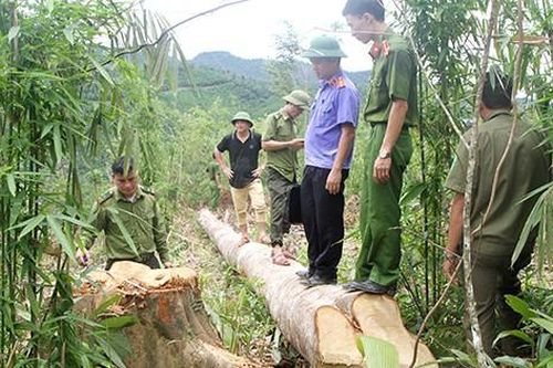 Lợi dụng khoanh nuôi chặt phá 4.156m2 rừng tự nhiên