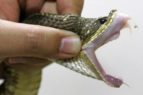 Chơi đùa trong công viên ở Hà Nội, bé trai 5 tuổi bị rắn hổ cắn