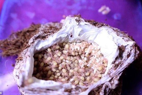 Cận cảnh hàng nghìn con nhện nhung nhúc bò ra từ bọc trứng