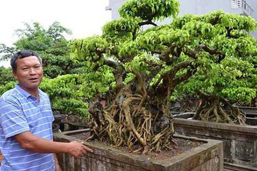 Sự thật về 'gã khùng' đem ô tô, nhà đất đổi cây cảnh