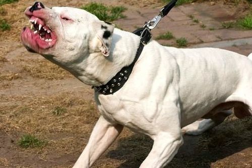 Chó pitbull hung dữ cắn chết chủ