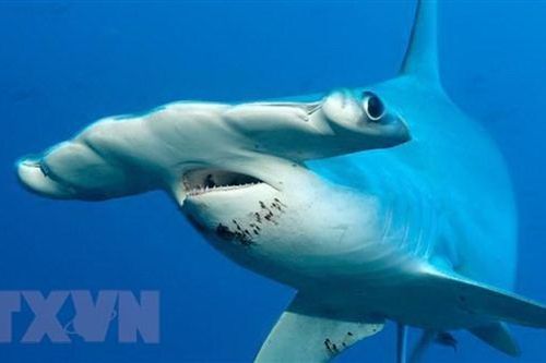 Phát hiện loài cá mập thích ăn chay đầu tiên trên thế giới