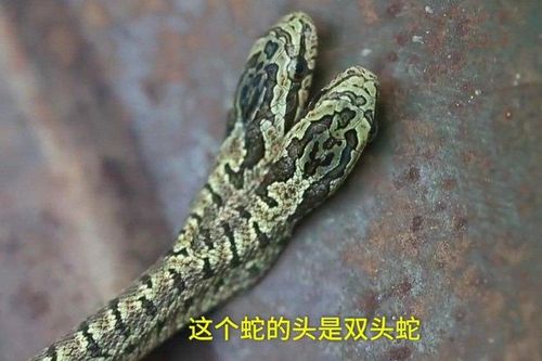 Clip: Dân khiếp đảm phát hiện rắn 2 đầu bò vào nhà