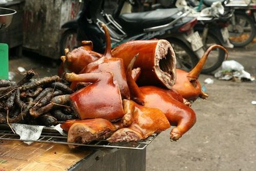 Giới trẻ Sài Gòn: Có nhiều loại thịt, sao lại ăn thịt chó?