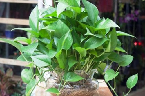 Có 6 loại cây này trong nhà bảo đảm bạn sẽ ngủ ngon tới sáng