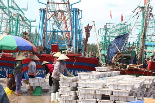 Thương lái ép giá hải sản khi hàng trăm tàu cá về tránh bão