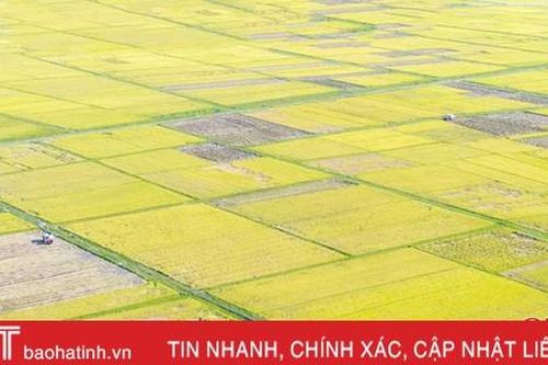 Nhớ thương mùa gặt...