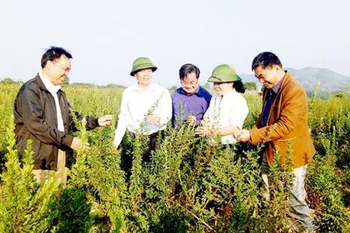 Bắc Giang: 'Cú hích' từ các HTX dược liệu